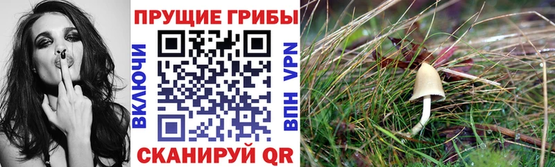 Псилоцибиновые грибы прущие грибы  мега зеркало  Санкт-Петербург 